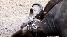 Brave Buffalo Warriors Defend Wild Savanna