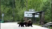 La osa 'lechugina' vuelve a pasearse por un pueblo del Bierzo en León