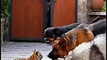 Animals funny short