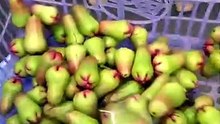 “Wow, this plum tree is loaded with fruit!”