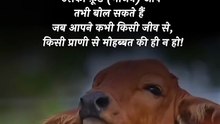 पशु भोजन नहीं है __ आचार्य प्रशांत