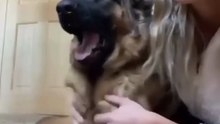 Funniest German Shepard dog 🐶🐾😂😂😂😂😂😂😂😂😂😂😂follow me please subscribe plz