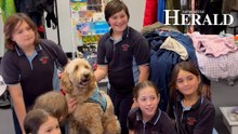 Meet Barney the support dog at Waratah West Public School
