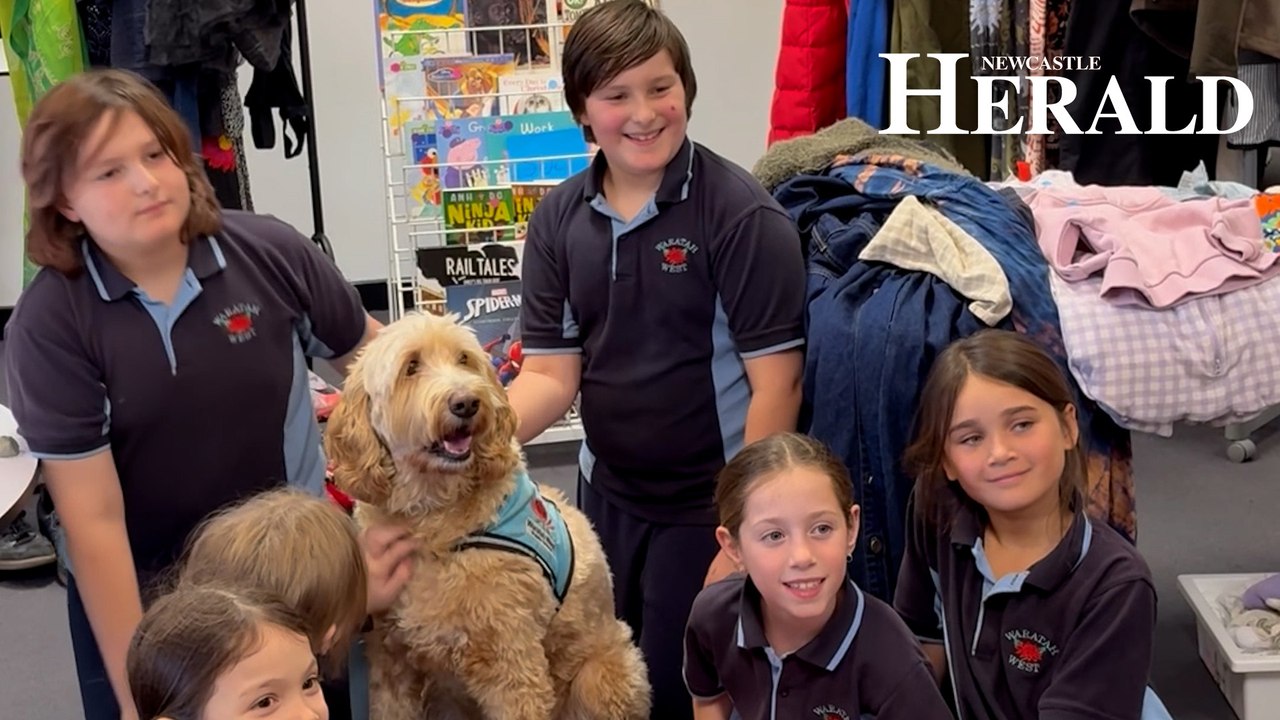 Meet Barney the support dog at Waratah West Public School