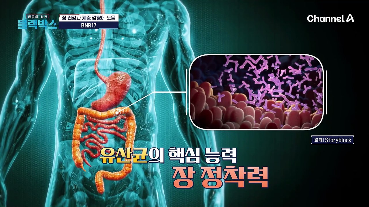 장 건강이 다이어트의 핵심? 화제의 'BNR17' 유산균 집중 분석