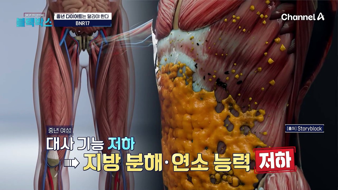 중년 다이어트의 구원투수! 지방 태우는 'BNR17'의 놀라운 효과