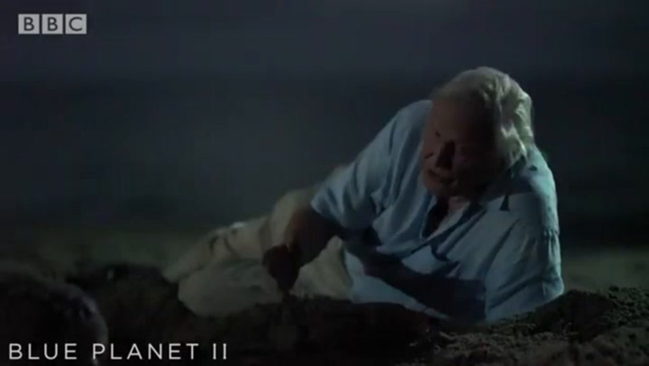 David Attenborough lies side by side with huge turtle in iconic encounter