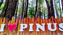 Pesona Keindahan Hutan Pinus Bulu Tanah di Bumi Arung Palakka