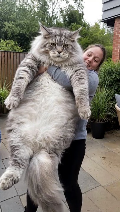 Giant cat problems 🐱