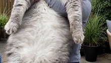 Giant cat problems 🐱