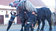 Meet the 10 strongest horse breeds and what sets them apart.