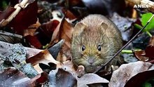 Cos'e' l'hantavirus, come si trasmette e cosa provoca