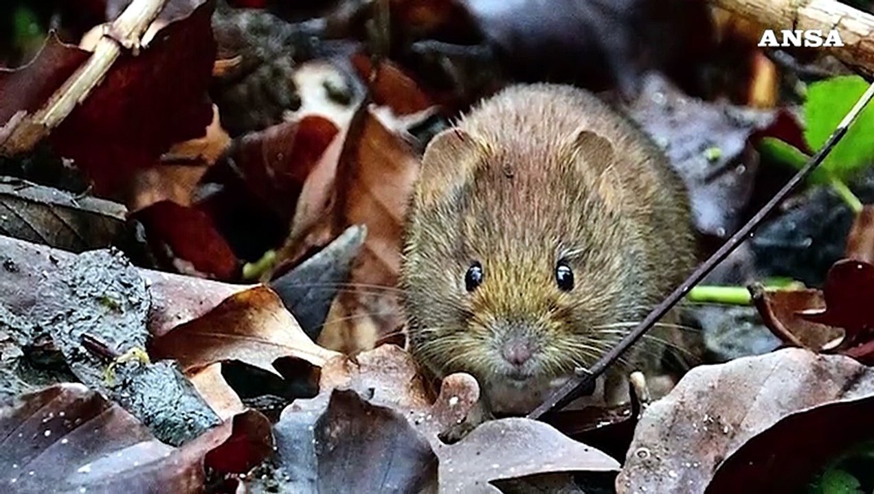 Cos'e' l'hantavirus, come si trasmette e cosa provoca