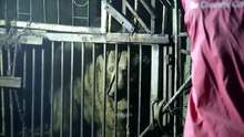 Rescatan en Armenia a osos pardos de duras condiciones de cautiverio