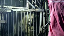 Бурых медведей спасли из жестокого плена в Армении