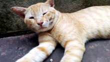 Adorable Cat Relaxing