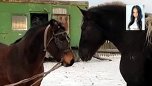 Mare approach horses for mating process