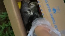 'Stiff' kittens found by woman during her run are carefully placed in an open box