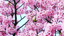 🌸 Chant des Oiseaux du Printemps 🕊️ Musique Relaxante Nature – Détente, Sommeil Profond, Méditation et Anti-Stress