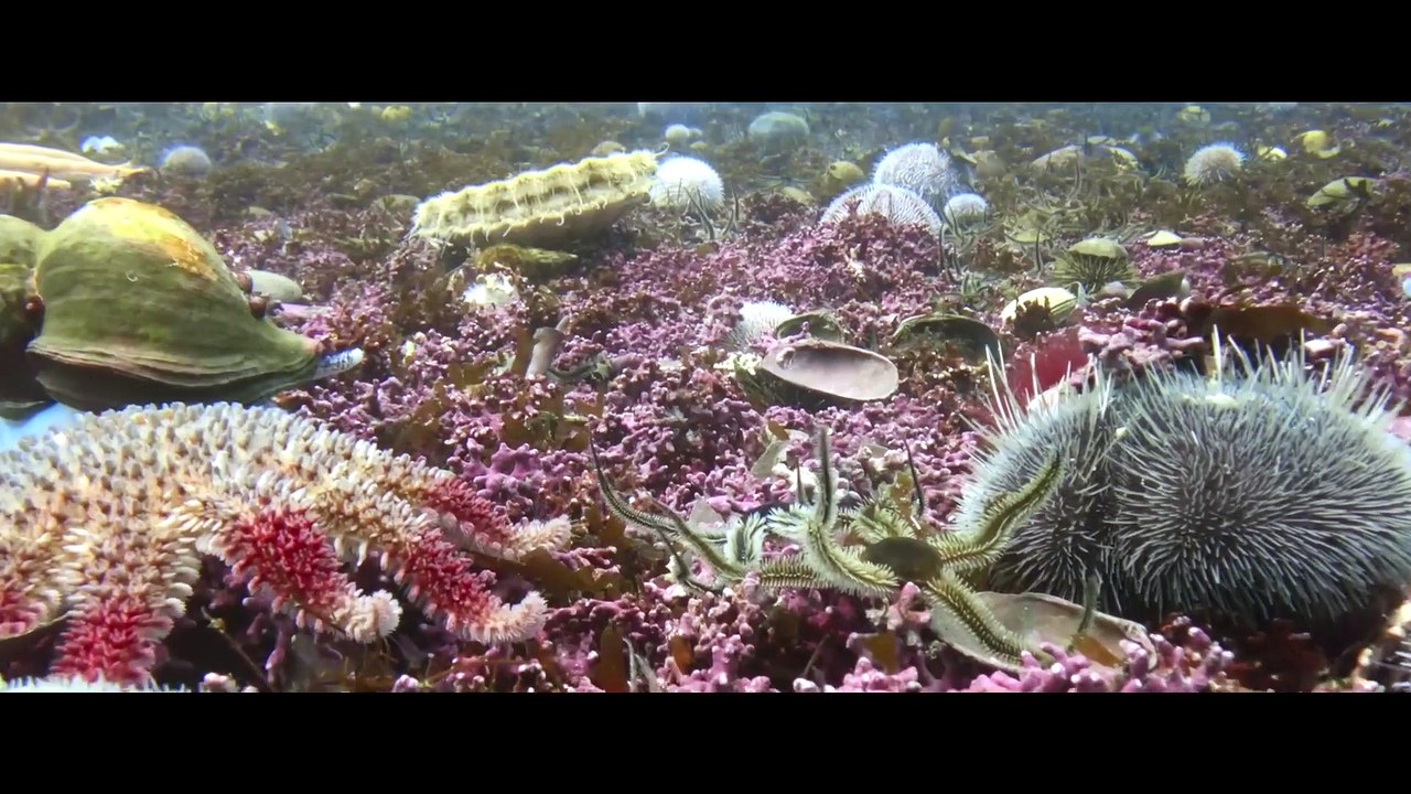 David Attenborough faz 100 anos. Saiba onde ver alguns dos documentários