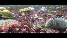 David Attenborough faz 100 anos. Saiba onde ver alguns dos documentários