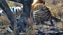 Intense Wild Bengal Tiger Fight and Roaring Standoff on Safari