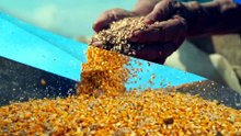 Mariana Grilli: Cadeia da soja e biodiesel crescem 11,72% no Brasil