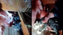Un cazador de tormentas rescata a un gatito de entre los escombros tras el paso de un tornado