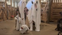 Halloween fun on the farm as girl is joined by her horse, a goat & a chicken