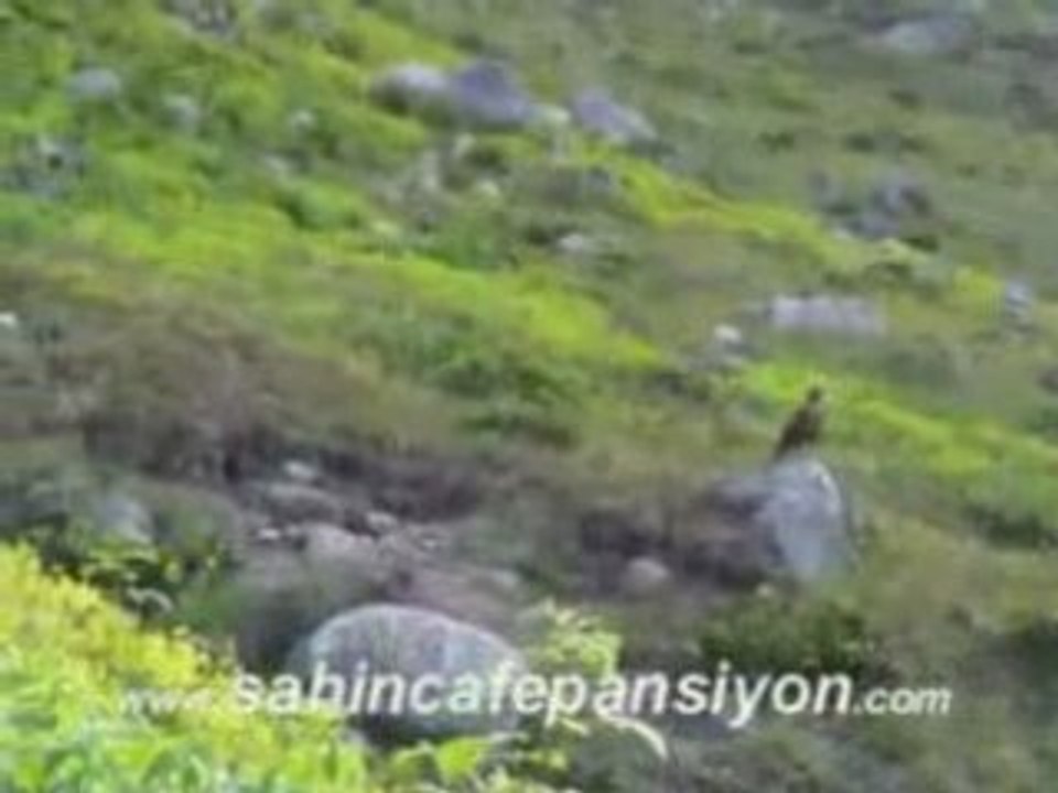 YALÇIN ŞAHİN KAVRUN-KAÇKAR-www.kavrun.tr.gg