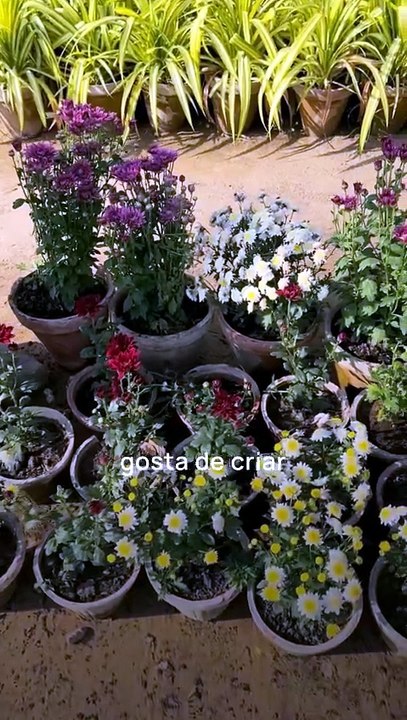 Gosto___mp4