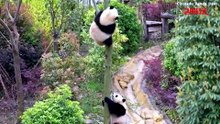 Cina, cuccioli di panda acrobati: arrampicate e acrobazie sui rami