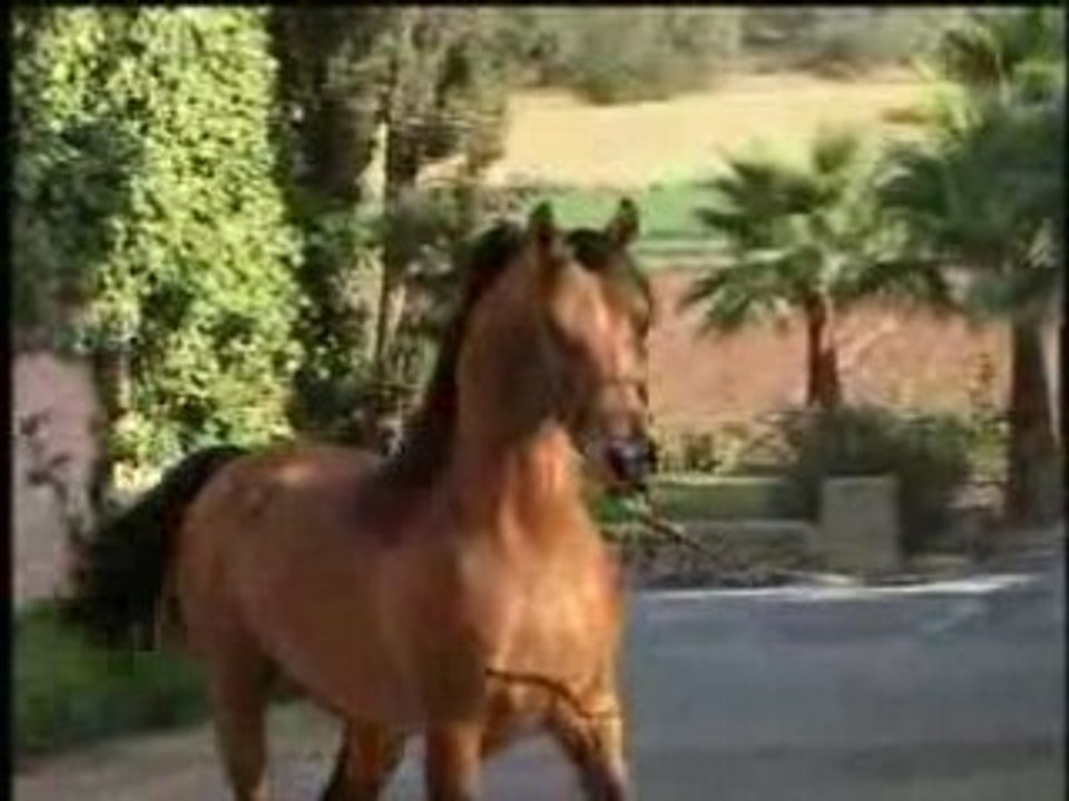 Pur sang arabe : El Perfecto