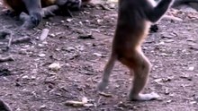 So You Think You Can Dance: Monkey Edition