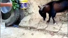 ​The Ram vs. The Pan