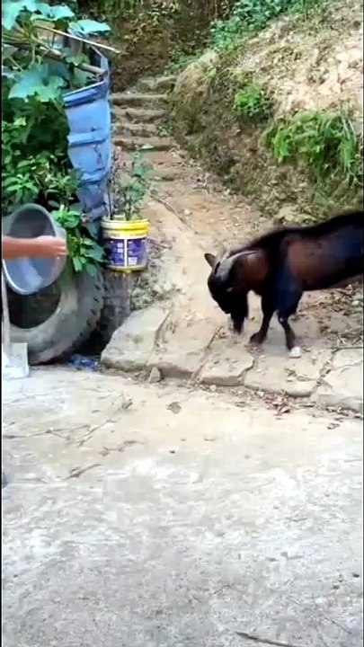 ​The Ram vs. The Pan