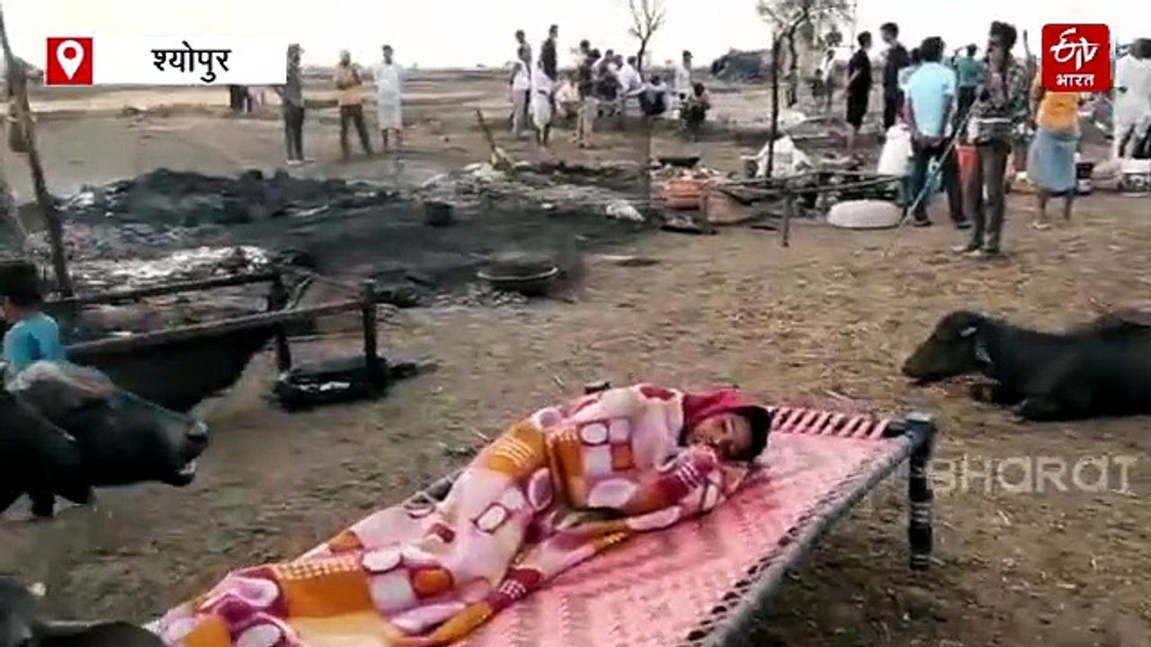 श्योपुर में नरवई की चिंगारी ने नष्ट किया गौ पालकों की टपरियां, कई मवेशी भी झुलसे