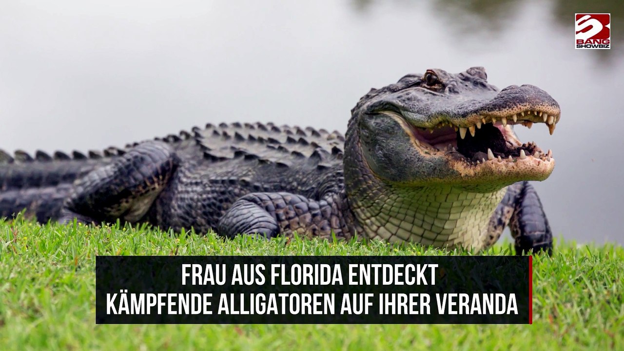 Frau aus Florida entdeckt kämpfende Alligatoren auf ihrer Veranda