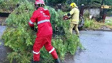 Árvore cai na Rua São Gabriel e Bombeiros são mobilizados