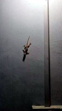 Why Do Lizards Break Their Own Tails? 🦎#LizardFacts #AnimalSurvival #Autotomy #Regeneration #NatureSecrets #WildlifeEducation #AmazingAnimals #ReptileLife #BiologyFacts #MKZoologist #ScienceShorts #NatureLovers