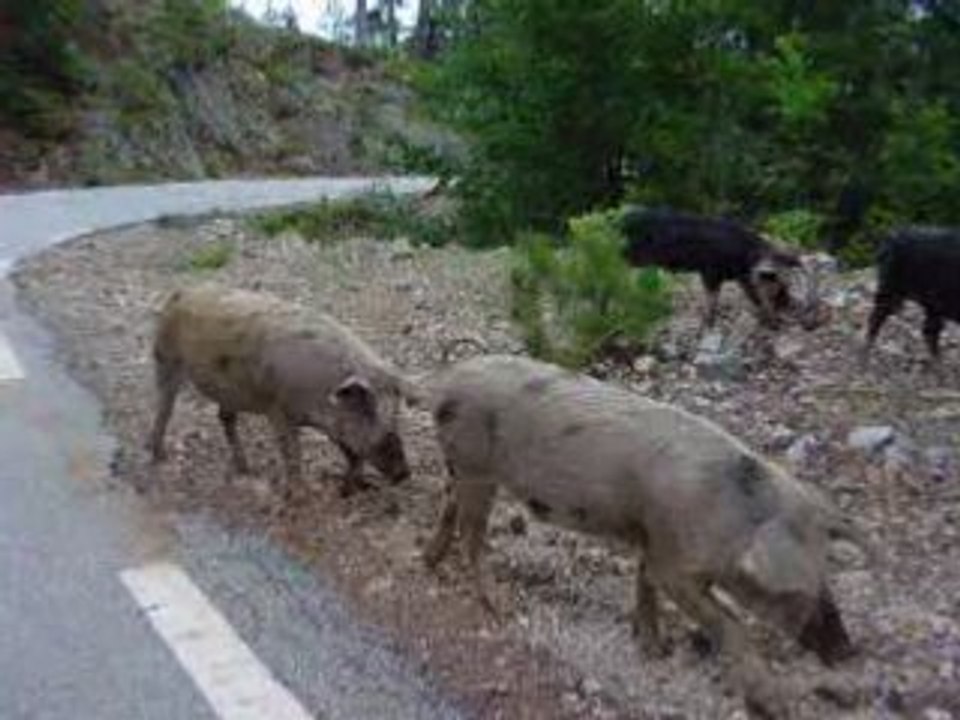 Animaux en Corse