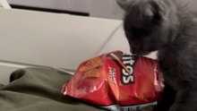 Mischievous kitten dives into a packet of chips and instantly regrets its decision