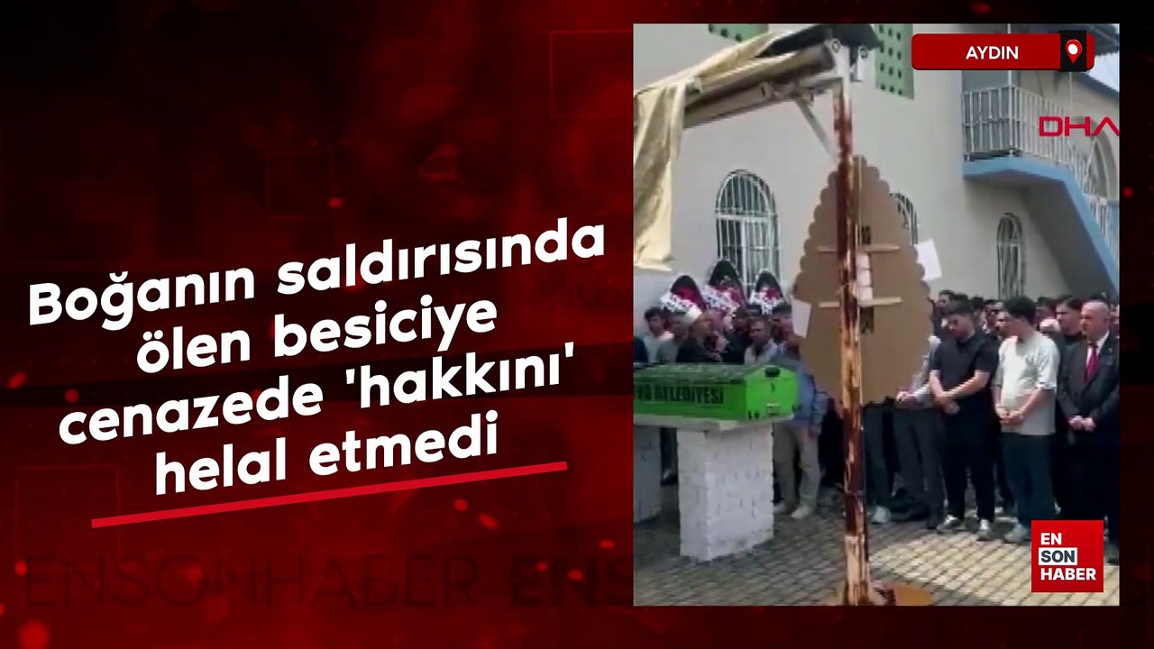 Aydın'da boğanın saldırısında ölen besiciye cenazede 'hakkını' helal etmedi