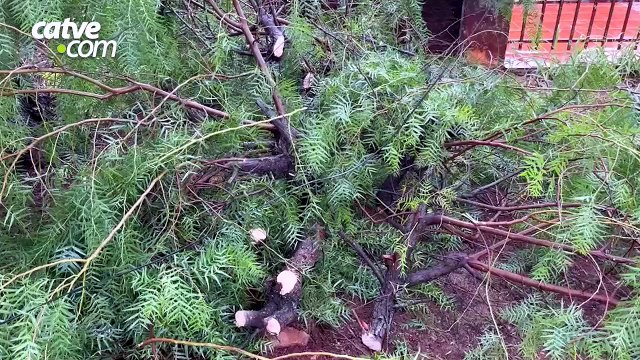 Árvore cai e mobiliza bombeiros no Bairro Floresta em Cascavel