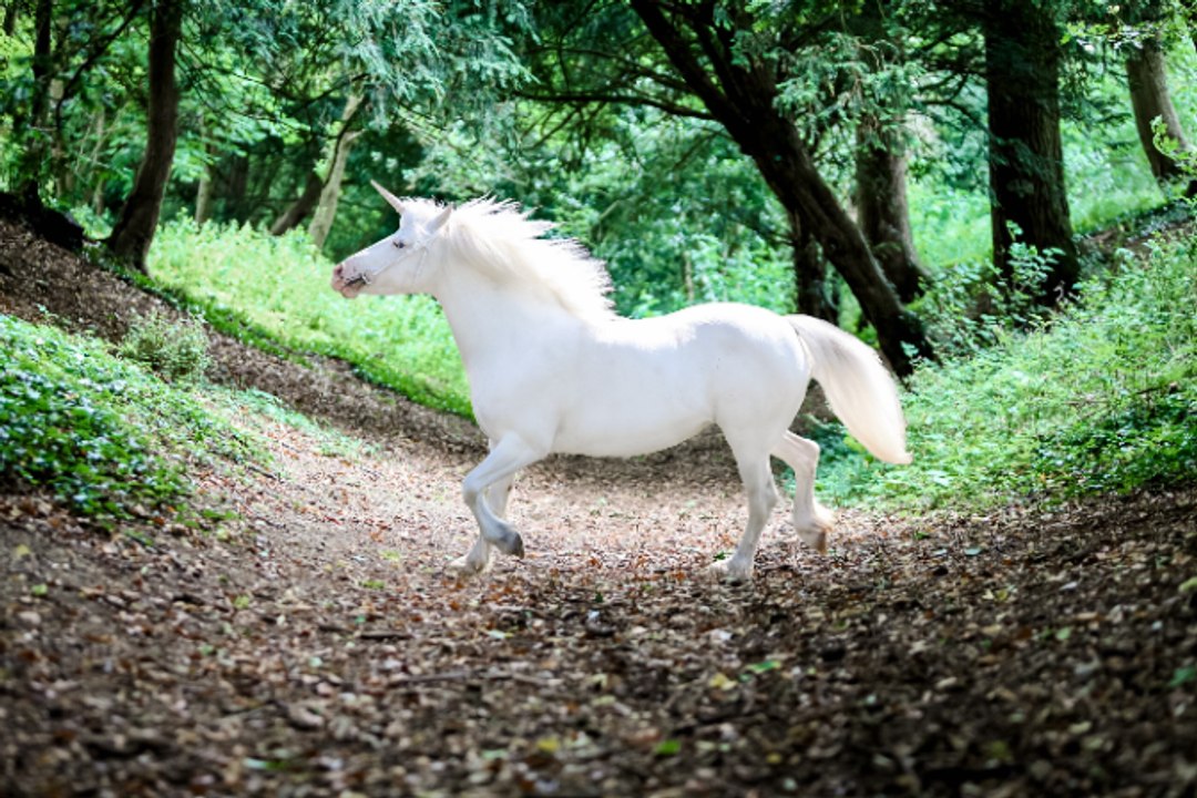 Dragones, unicornios y vampiros, ¿qué base real...