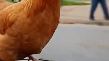 مغامرة الدجاجة _الذكية__ خوذة الأمان والمكنسة الروبوتي 🐔🛴