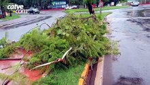 Temporal derruba árvores, interdita ruas e causa danos na rede elétrica em Toledo