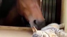 Este caballo no dejaba de molestar a un gato