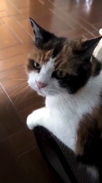 You Won’t Believe This Kitten’s Cute Meow 😳🐱