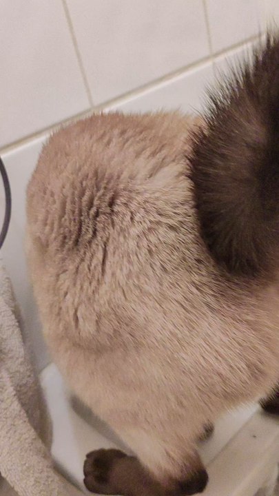 Venise préfère l’eau du robinet… évidemment 🐱🚰#cat #catlife #siamese #petlife #cutecat